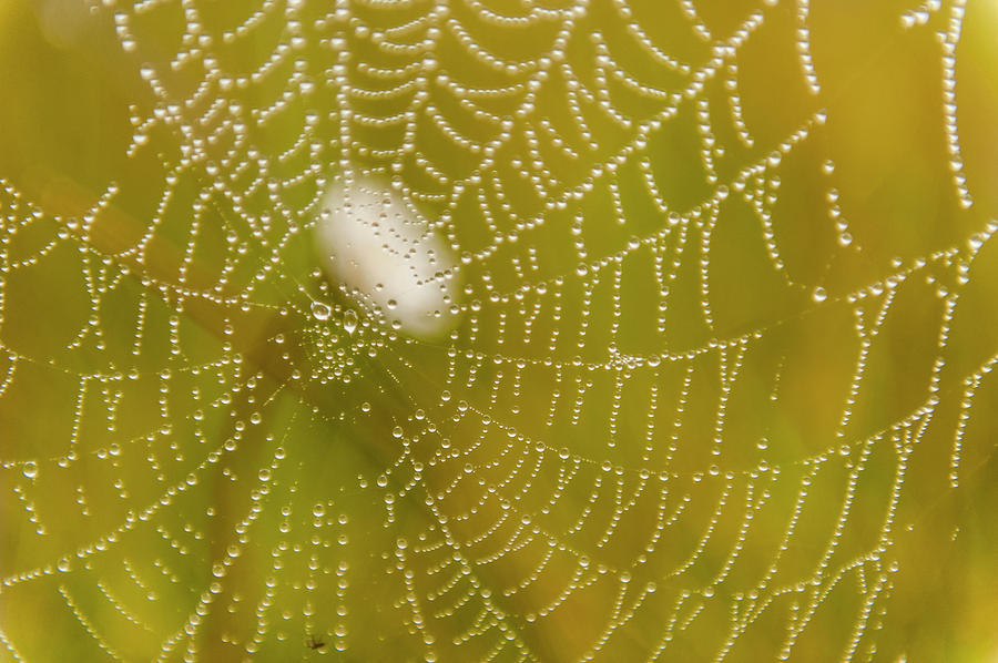 Morning Dew On A Spider Web Near Silver Photograph by Carl Johnson
