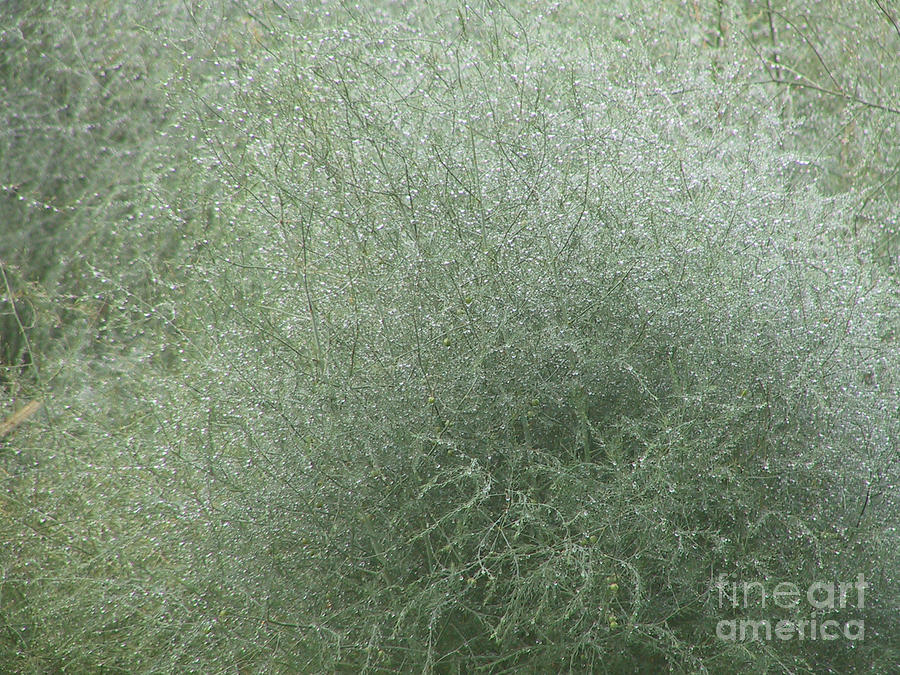 Morning Dew on Green Asparagus Fern Photograph by Conni Schaftenaar