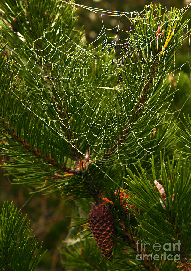Morning Dew on Cobweb Photograph by Martyn Arnold