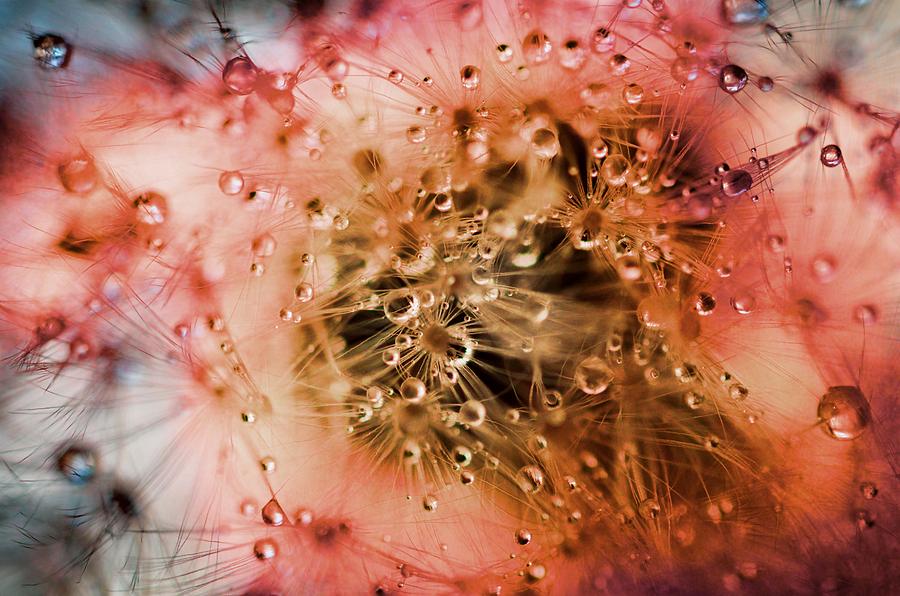 Morning Dew on Dandelion Abstract Photograph by Marianna Mills