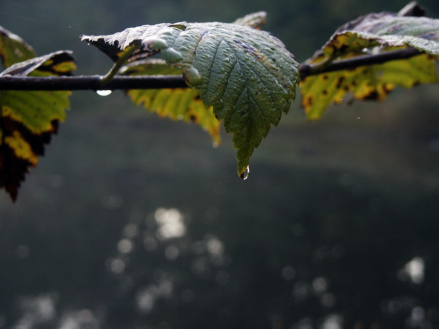 Morning Dew On Grape Leaf Photograph by Thomas Michael Conner
