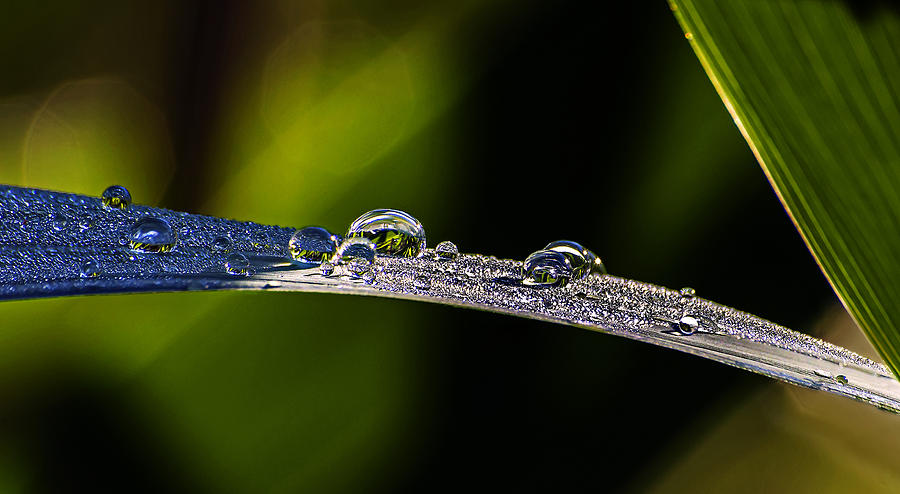Morning Dew On Grass Blade Photograph by Michael Whitaker