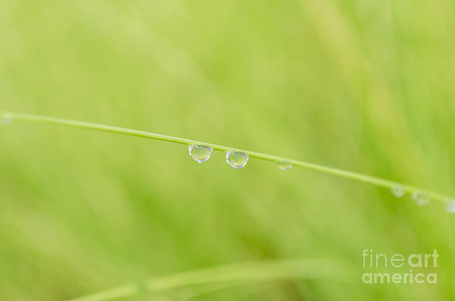 Nature Photograph - Morning Dew On Grass Leaf by Vorakorn Kanokpipat
