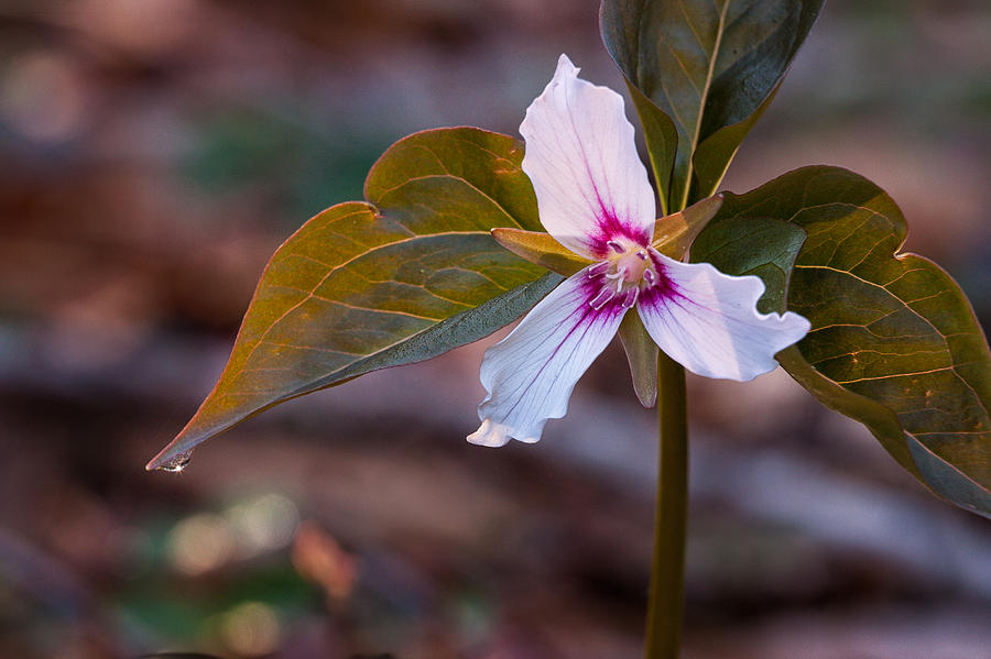 Morning Dew On Painted Trillium Photograph by Jeff Sinon