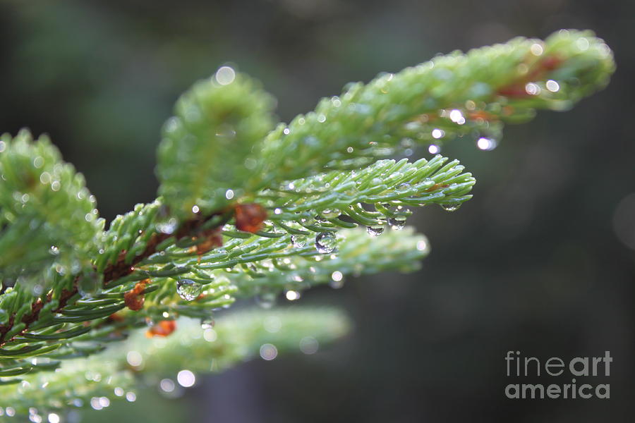 Dew Photograph - Morning dew on pine by MyWildlifeLife Dot Com