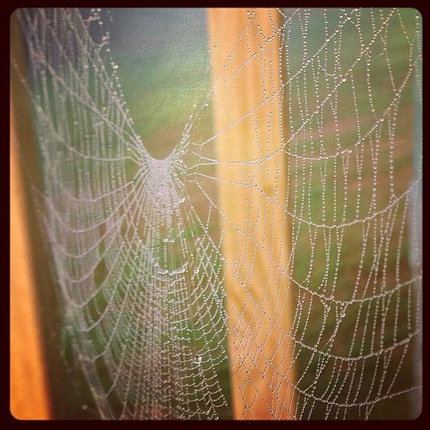 Nature Photograph - Morning Dew On Spider Web In Our by Lindsey Sutphin Postlethwait