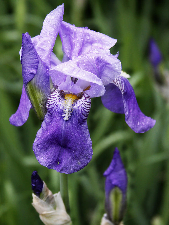 Morning Dew on the Iris Photograph by Larry Capra