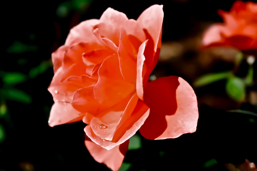 Morning Dew Rose Photograph by Barbara Dean