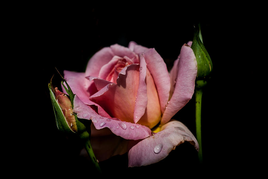Flowers Still Life Photograph - Morning Dew Rose by Eje Gustafsson