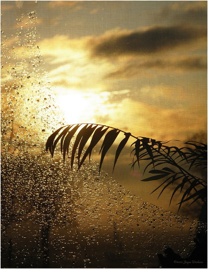 Morning Dew Screen Photograph by Joyce Dickens