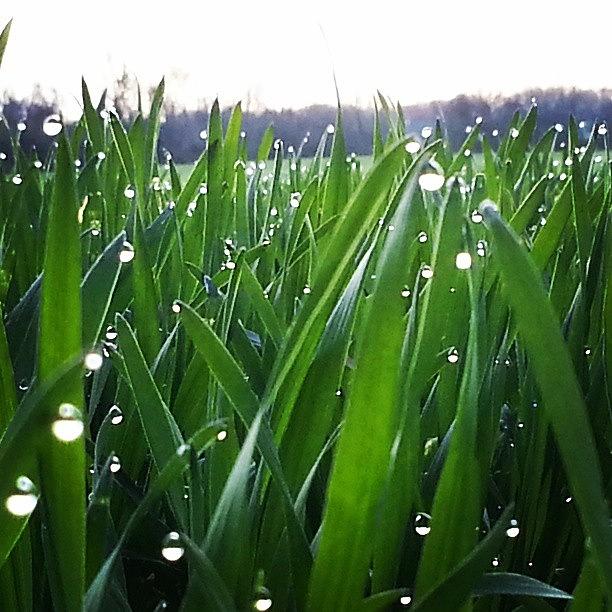 Science Photograph - Morning Dew #spring13 #science by Malcolm Van Atta III