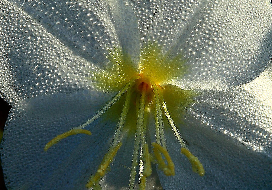 Morning Dew Photograph by Steven Reed