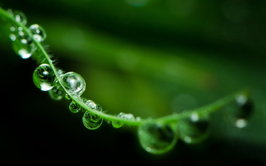 Morning Dew Photograph by Tin Lung Chao