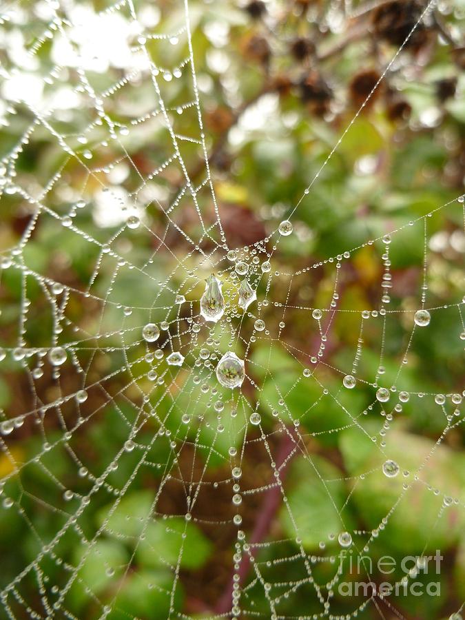 Morning Dew Photograph by Vicki Spindler