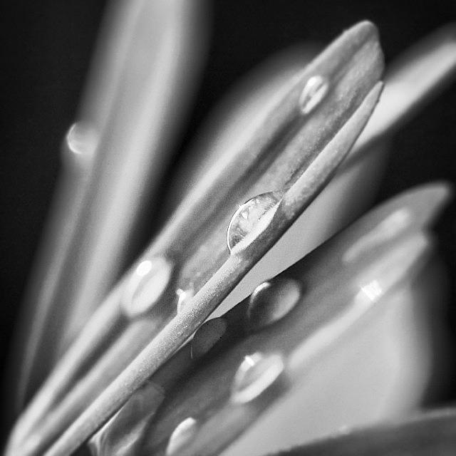 Abstract Photograph - Morning dew by Won Emevlos