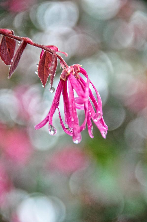 Flower Photograph - Morning Dewdrops by Jan Amiss Photography