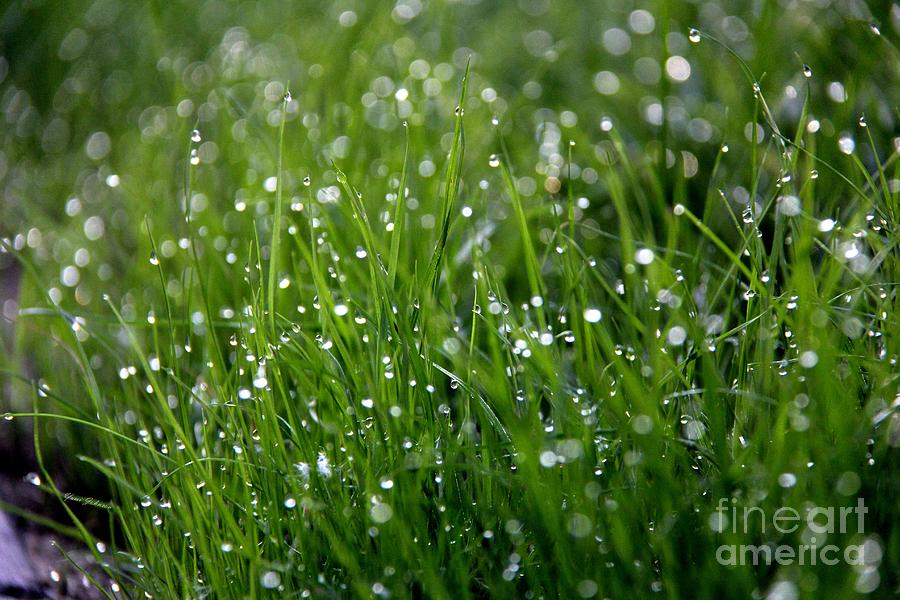 Morning Dewdrops Photograph by Yumi Johnson