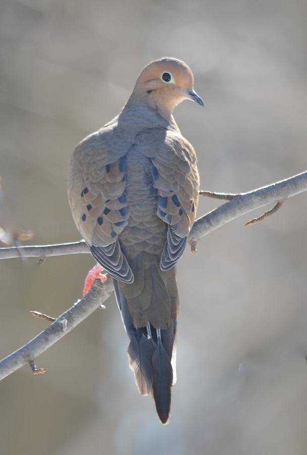 Dove Photograph - Mourning Dove by Richard Bryce and Family