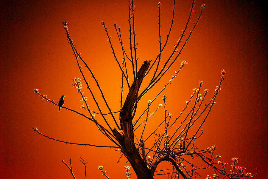 Morning Dove Sunrise Photograph by David Yocum