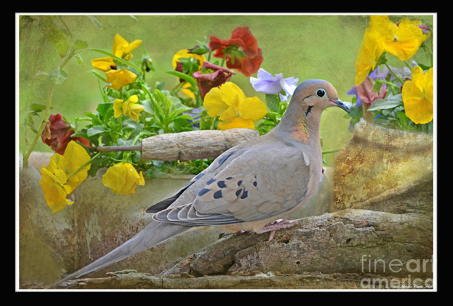 Nature Photograph - Morning Dove with Pansies by Debbie Portwood