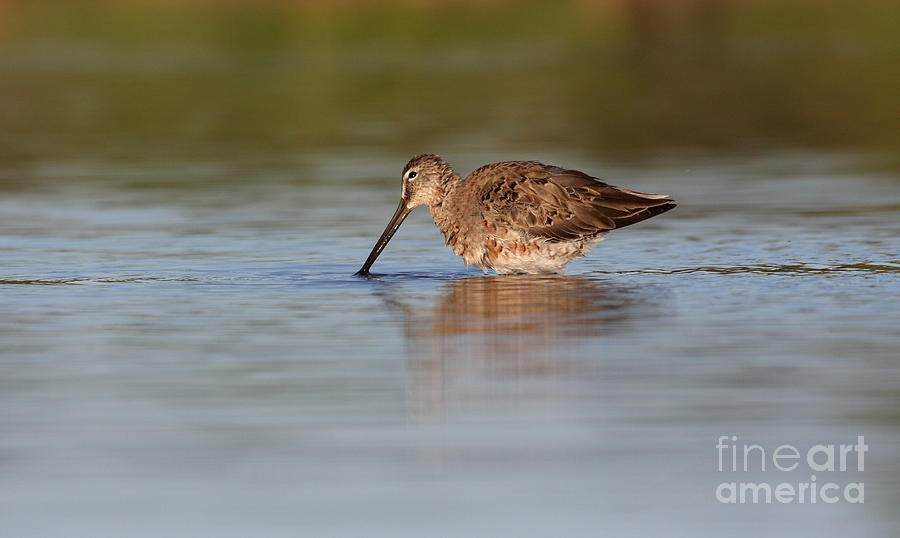 Morning Dowitcher Photograph by Ruth Jolly