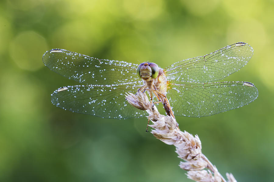 Morning Dragonfly Photograph by Mircea Costina Photography