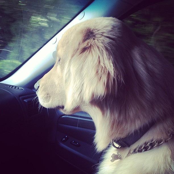 Morning Drive With My Milly! Photograph by Chelsea Murray