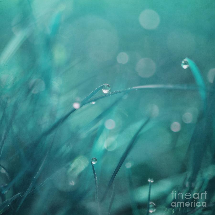 Nature Photograph - Morning Droplets by Priska Wettstein