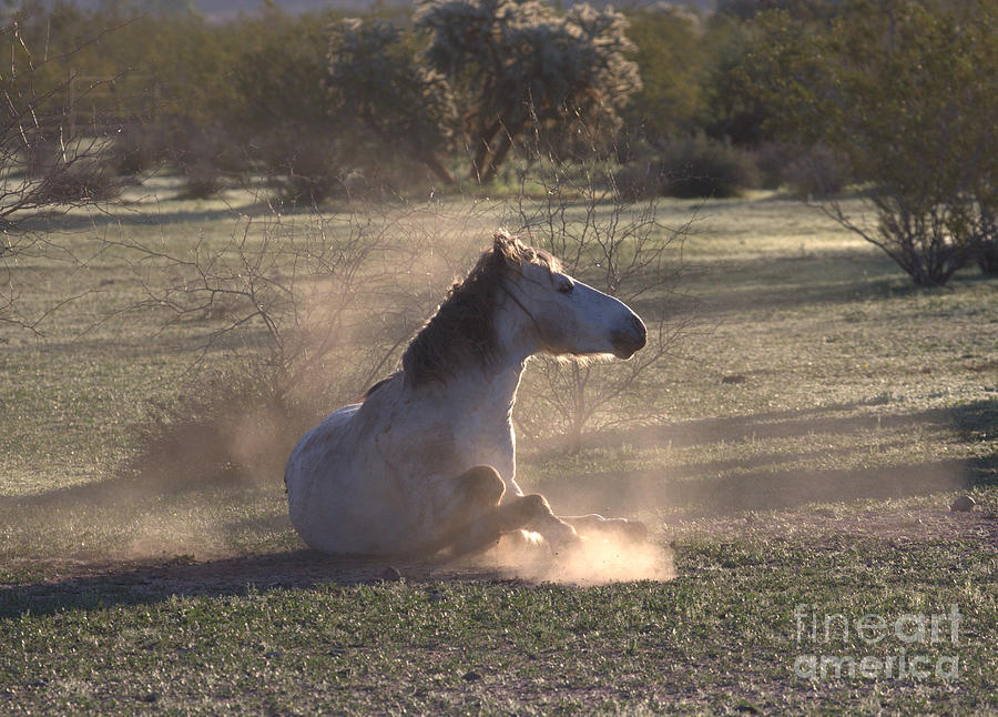 Nature Photograph - Morning dust bath by Ruth Jolly