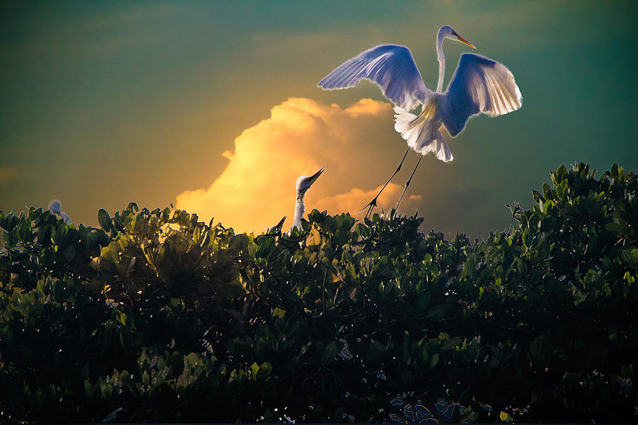 Morning Egret Photograph by Ches Black