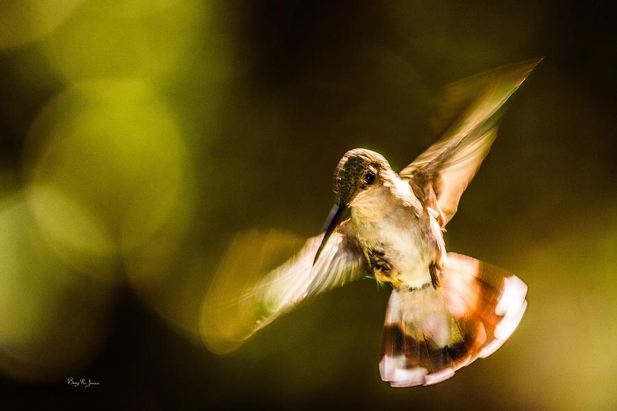 Hummingbird - Morning Flight Photograph by Barry Jones