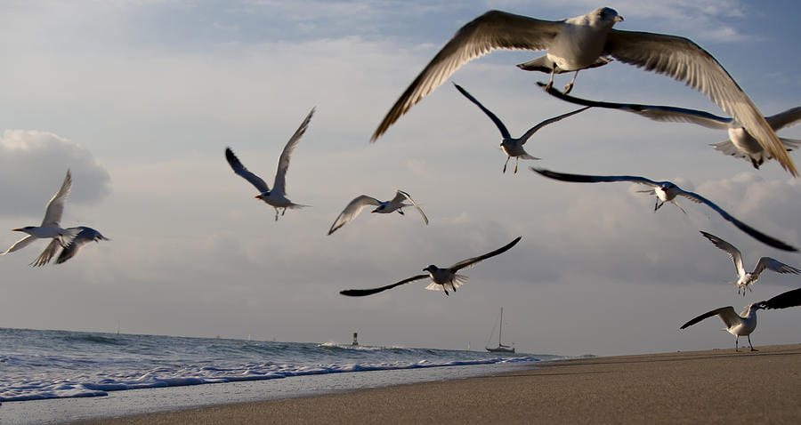 Morning Flight Photograph by Tony Tribou - Fine Art America