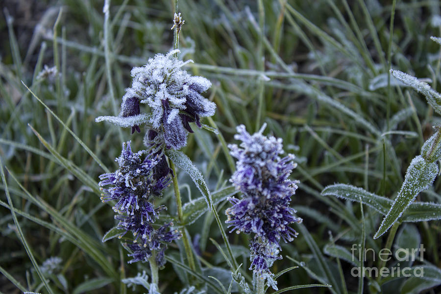 Morning Flower Frost Photograph by Steven Parker