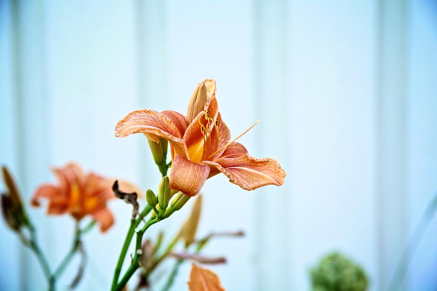 Flowers Still Life Photograph - Morning Flower by Jaakko Saari