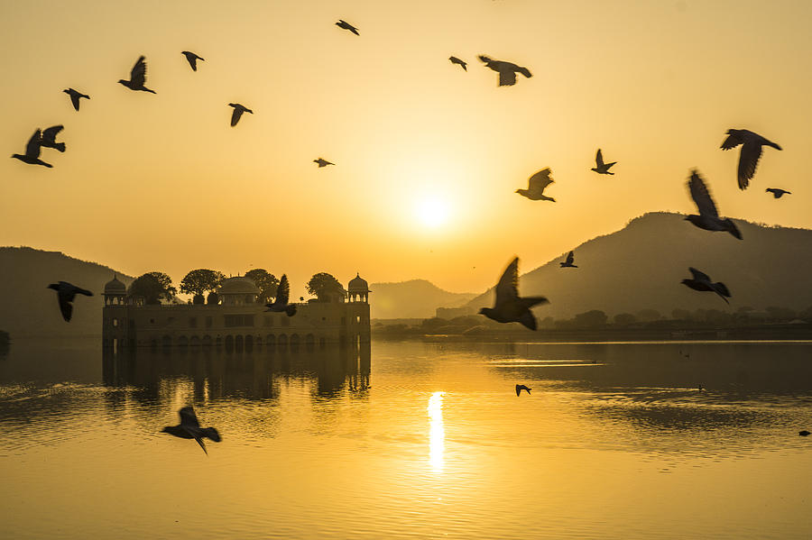 Morning fly at Jal Mahal Photograph by Runner Of Art
