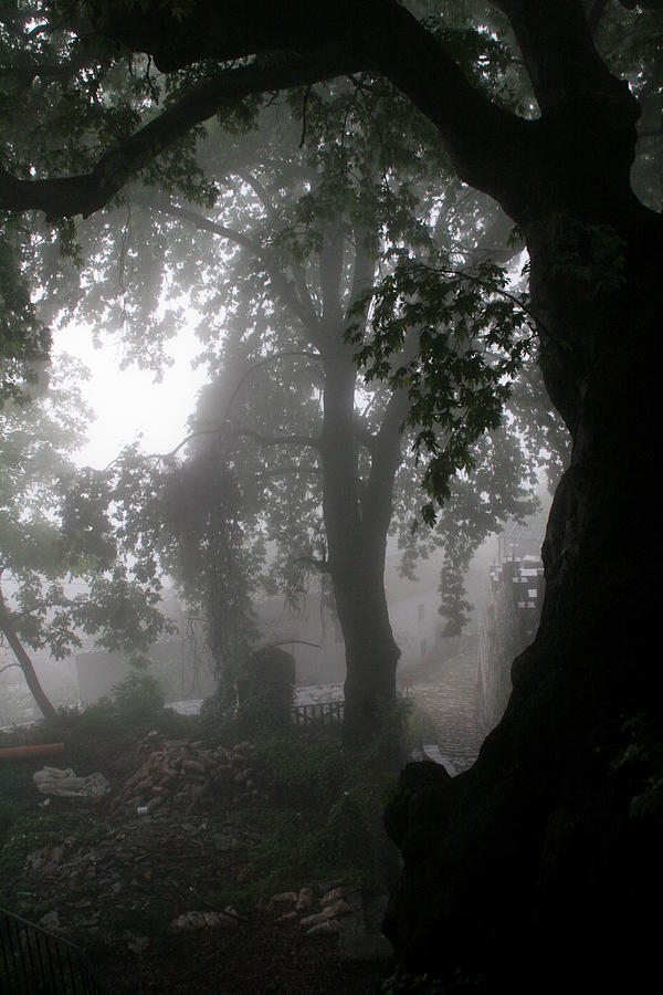 Tree Photograph - Morning Fog by Arie Arik Chen