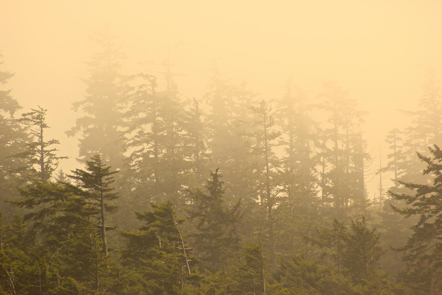 Morning Fog Photograph by Brian Sereda