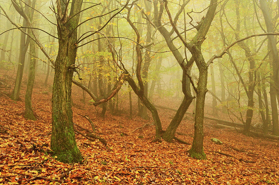 Morning Fog In The Palatinate Forest Photograph by Jochen Schlenker