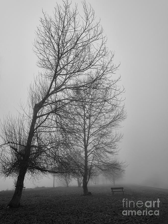 Winter Photograph - Morning Fog by James Yang