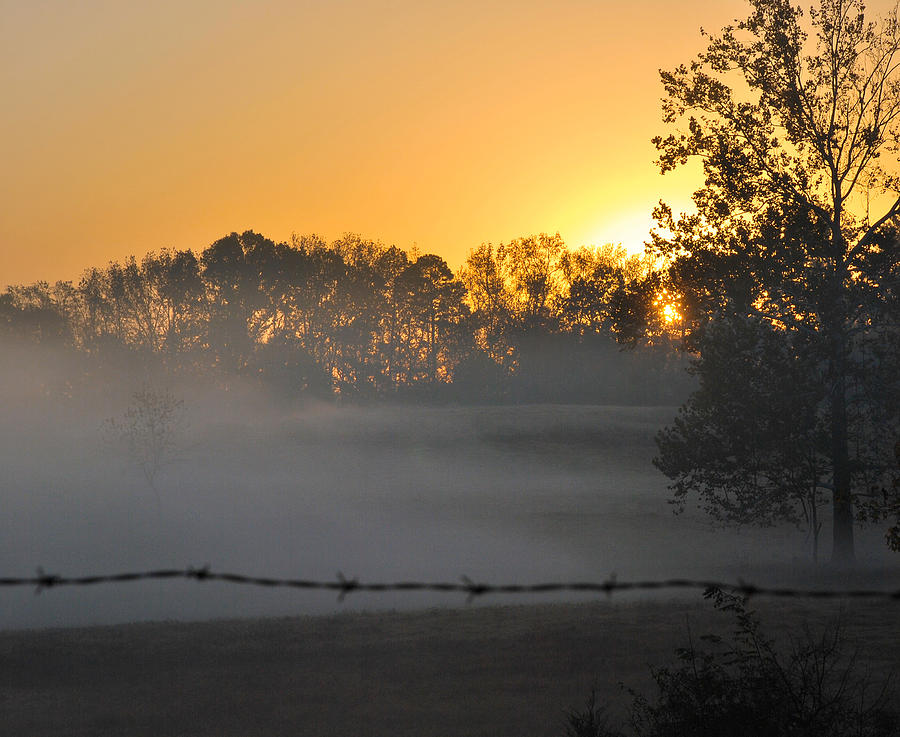 Morning Fog Photograph by Linda Segerson