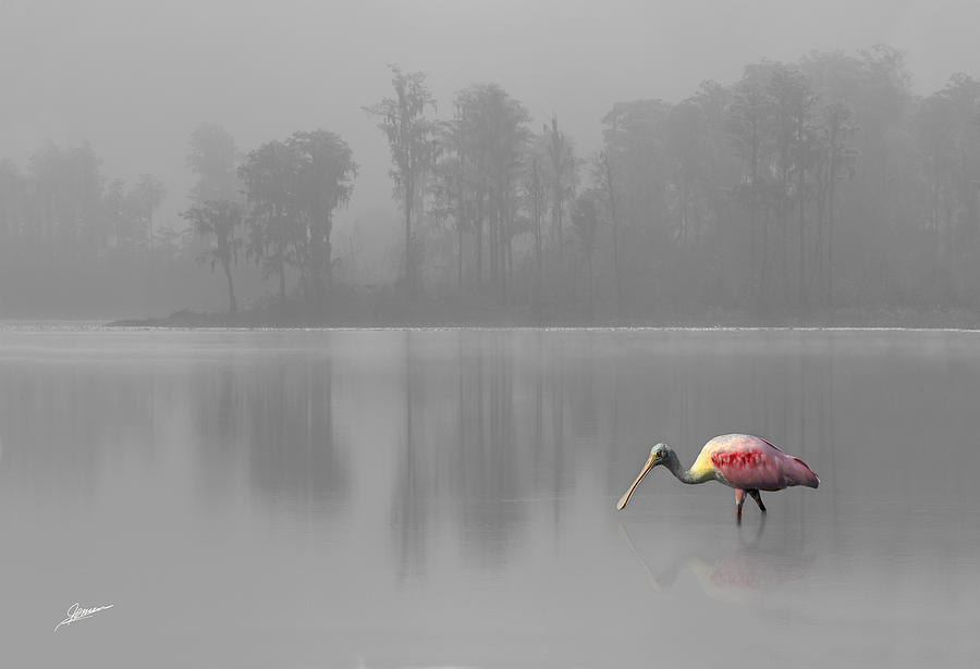 Morning Fog Photograph by Phil Jensen