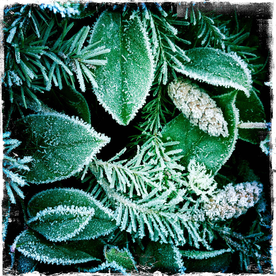 Morning Frost Photograph by Randy Green