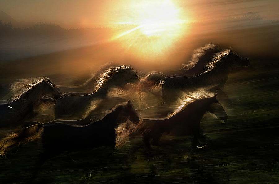Horse Photograph - Morning  Gallop by Milan Malovrh
