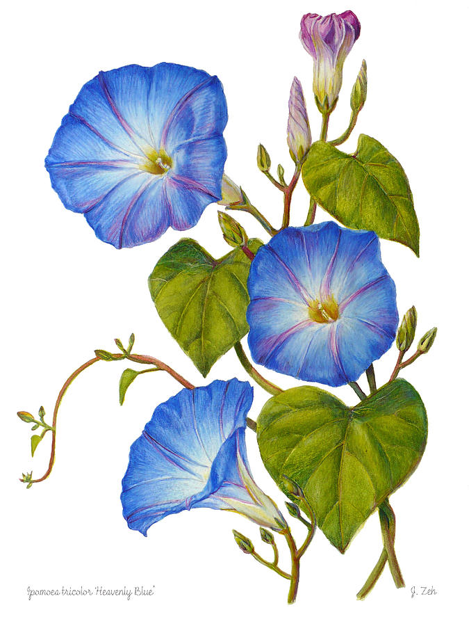 Morning Glories - Ipomoea tricolor Heavenly Blue Painting by Janet Zeh