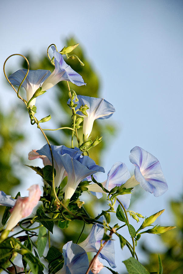 Morning Glories Photograph by Susan Moody