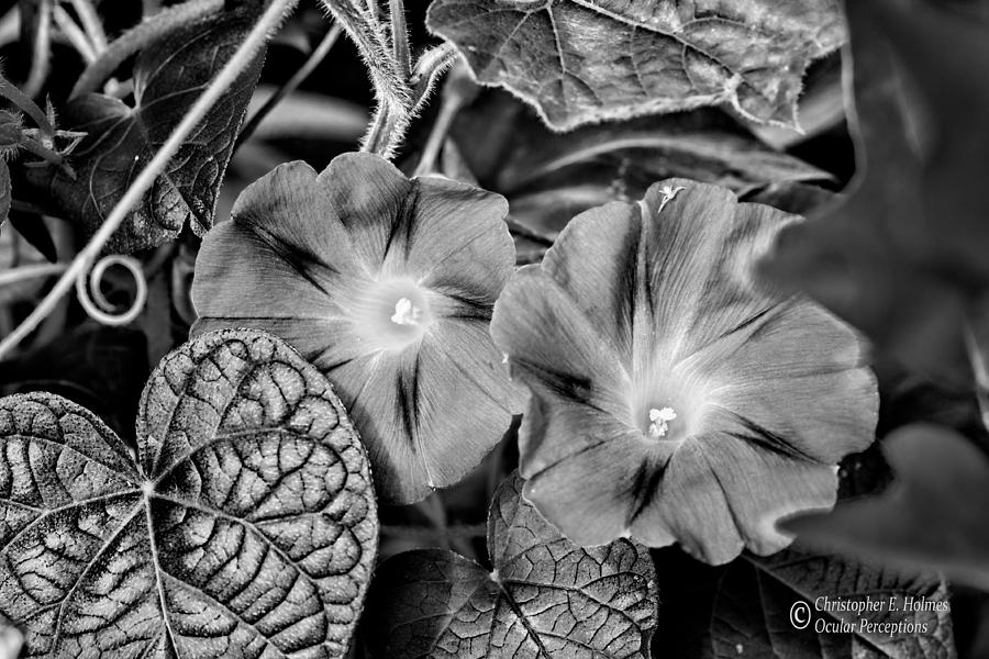 Morning Glory - BW Photograph by Christopher Holmes