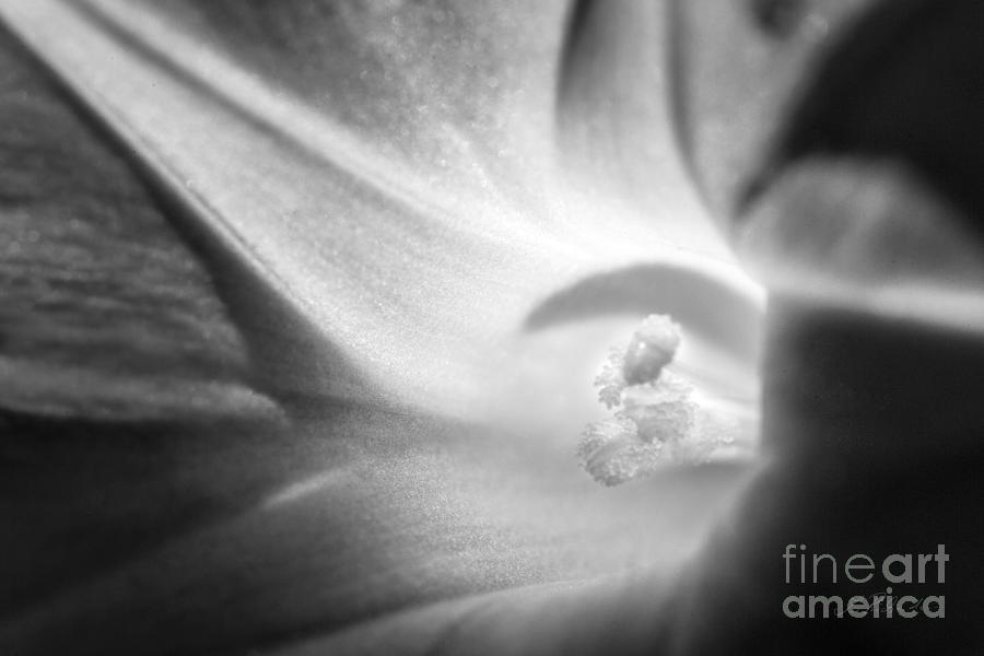 Flowers Still Life Photograph - Morning Glory - Convolvulaceae by Iris Richardson