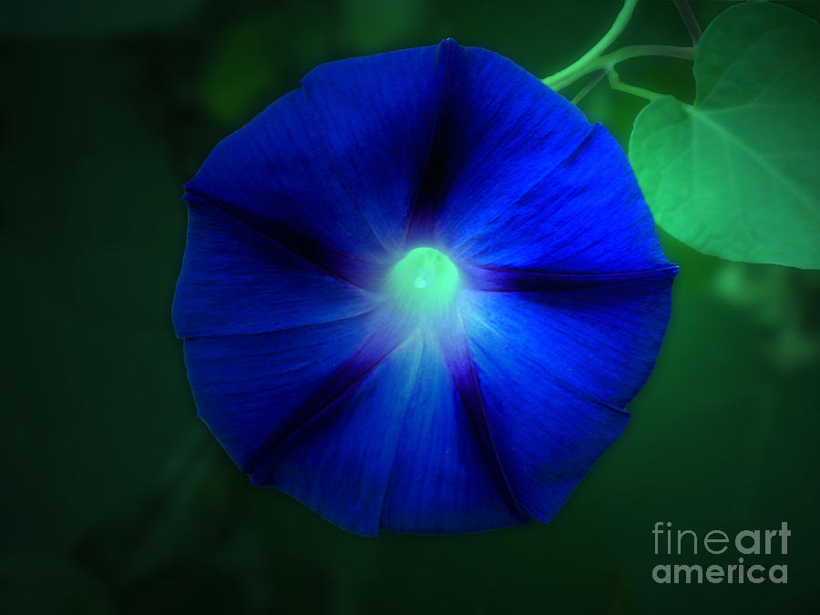 Flower Photograph - Morning Glory 04 by Thomas Woolworth