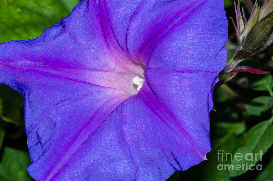 Morning Glory Photograph - Morning Glory 5.1484 by Stephen Parker