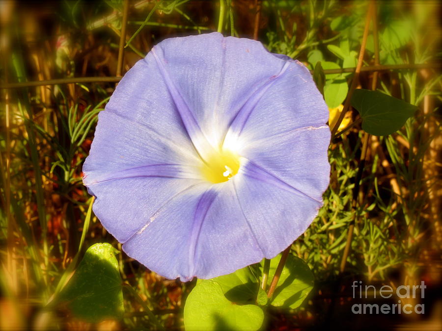 Morning Glory Photograph by Aimee Mouw